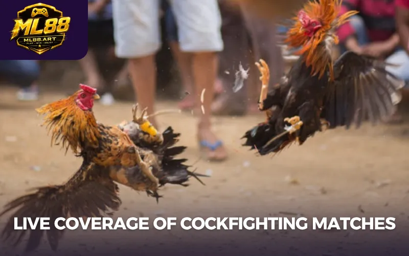 Live coverage of cockfighting matches